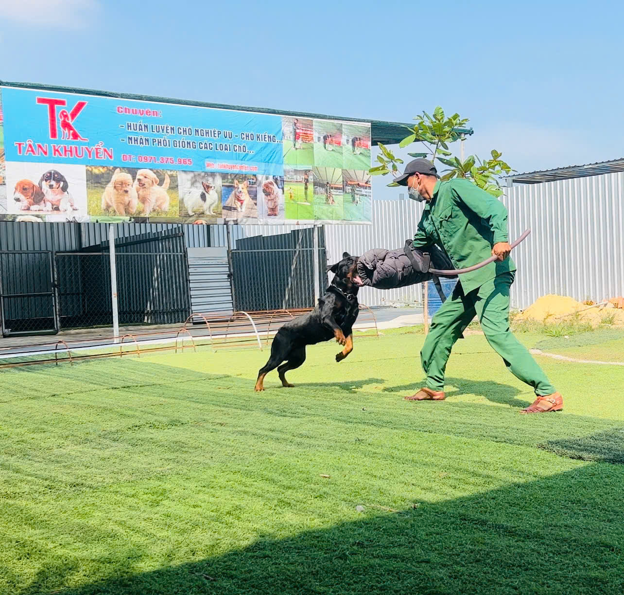 Huấn Luyện Chó Rottweiler