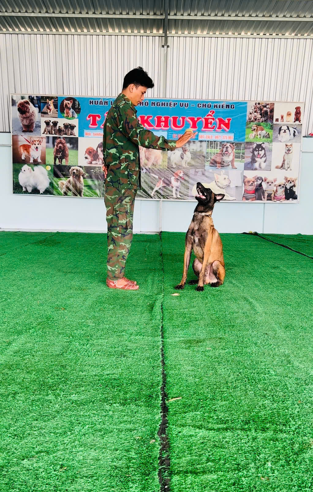 Huấn Luyện Chó Malinois