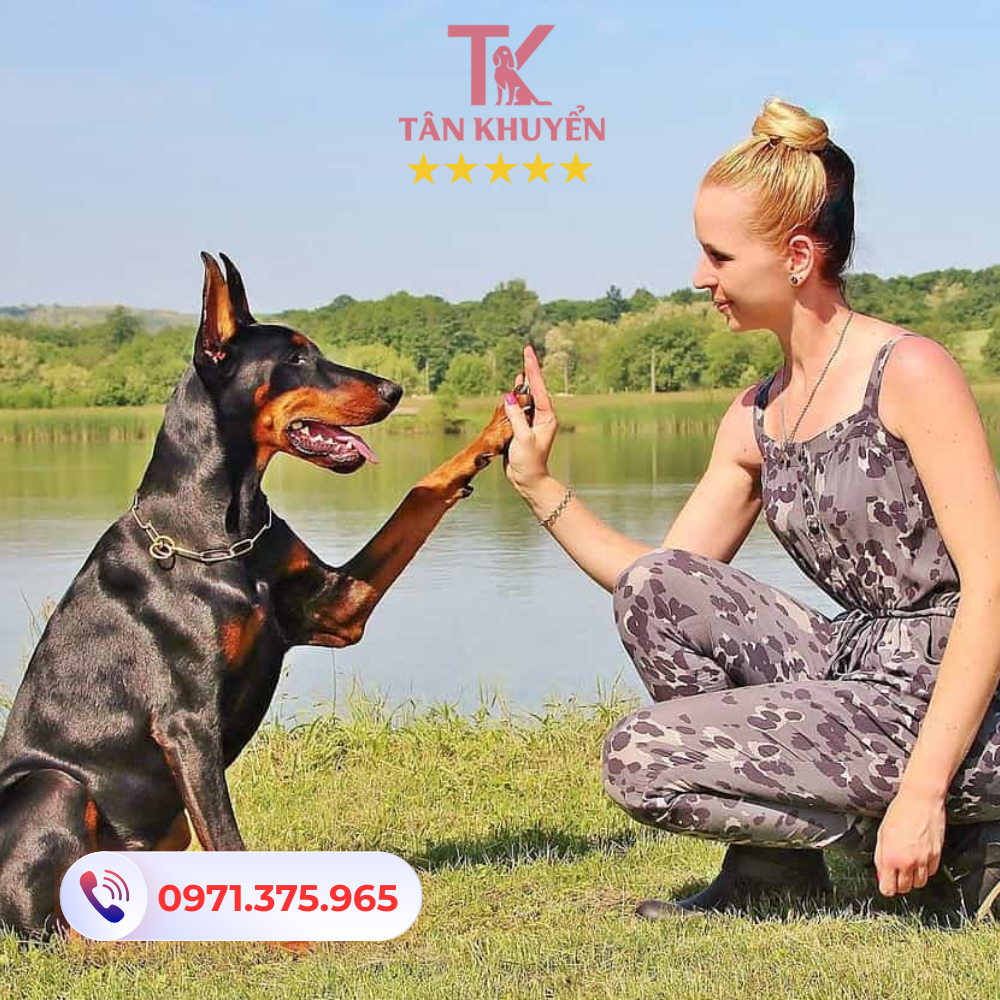 Chó của Bạn Cần Biết Những Quy Tắc Căn Bản Khi Huấn Luyện