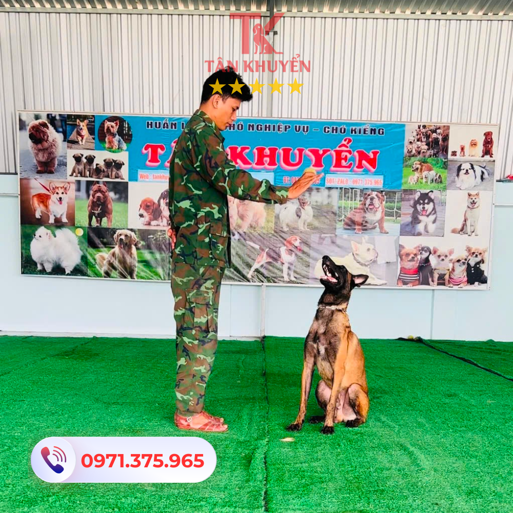 Dịch vụ Huấn luyện chó chuyên nghiệp tại Quận 2