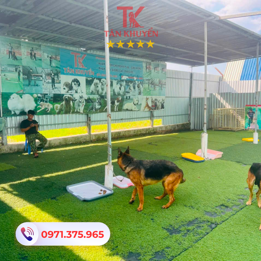 Dịch vụ huấn luyện chó chuyên nghiệp tại Tây Ninh