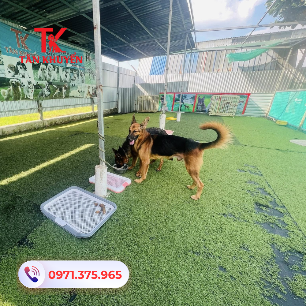 Dịch vụ huấn luyện chó tại Bình Dương - Trung tâm Tân Khuyển