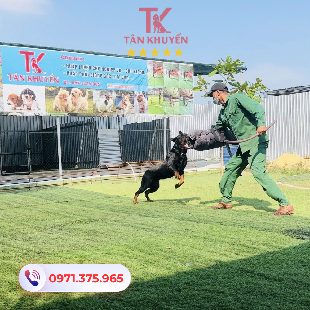 Dịch vụ huấn luyện chó tại Long An