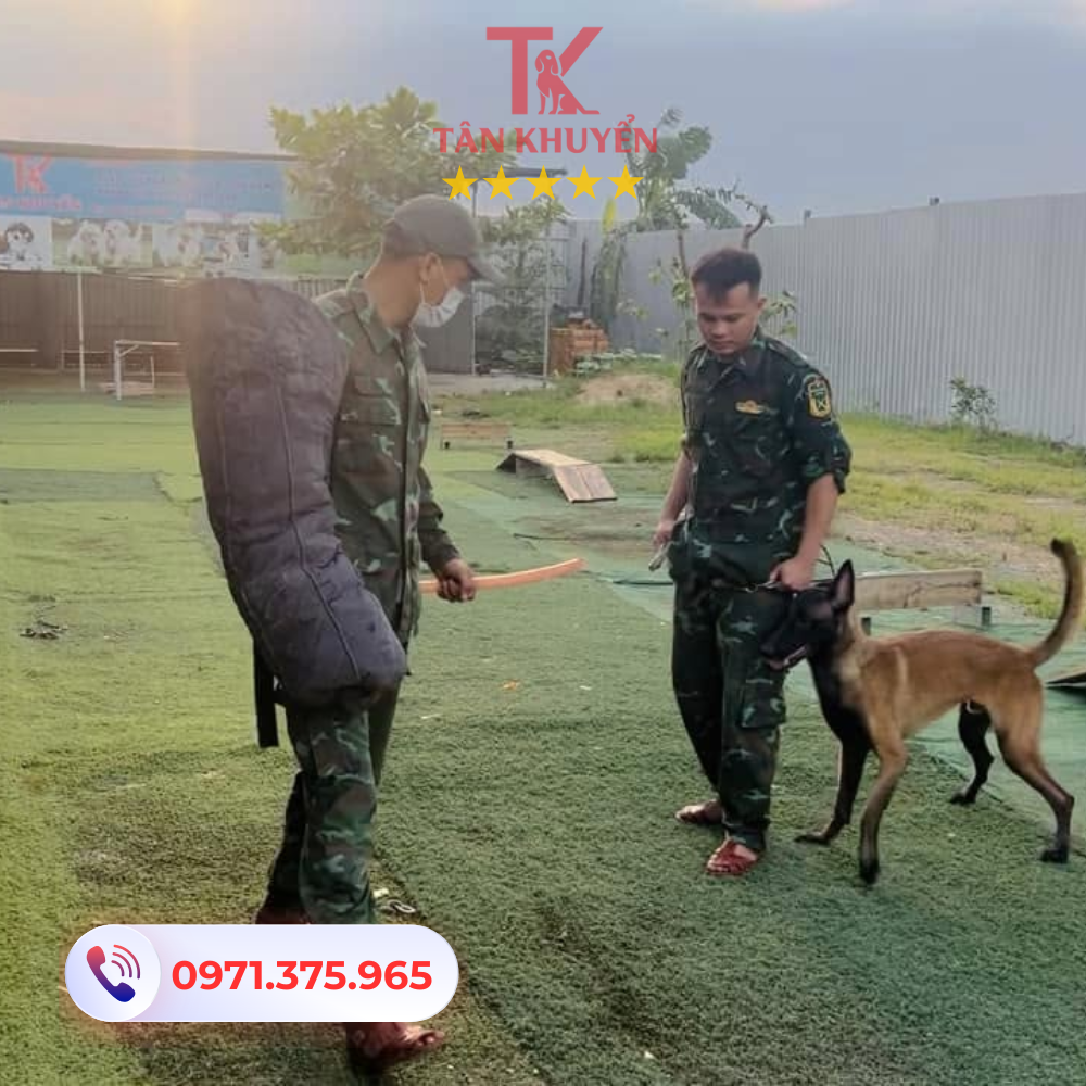 Dịch vụ Huấn luyện chó tại Quận 7 chuyên nghiệp