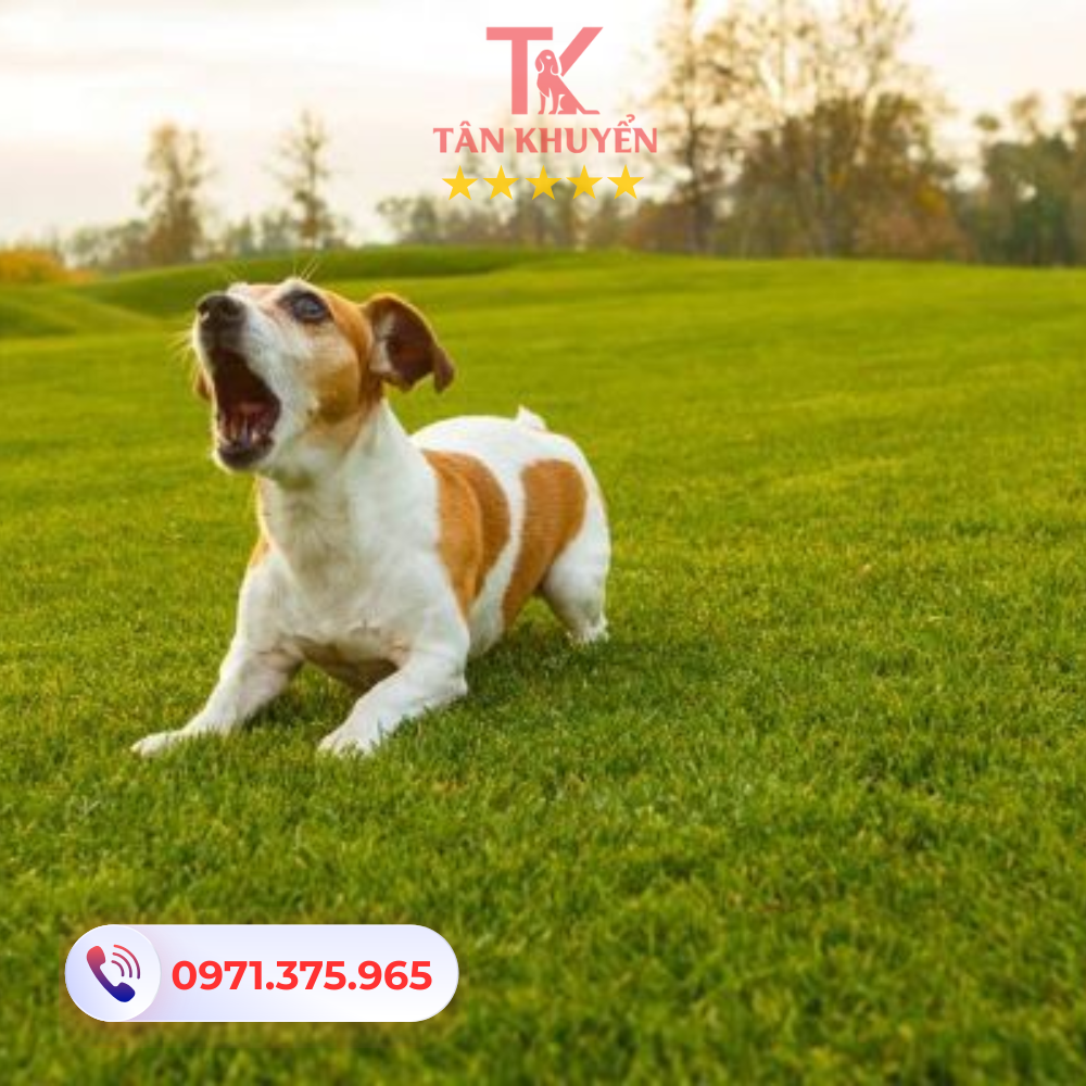 Giải pháp giúp chó không sủa quá nhiều khi ở nhà