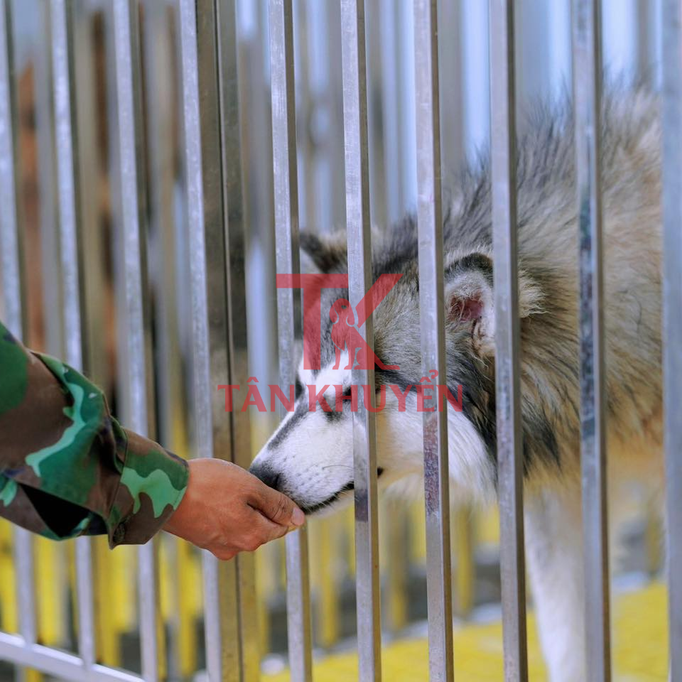 Huấn luyện chó Alaska – Bí quyết để nuôi dưỡng chú chó thông minh và ngoan ngoãn