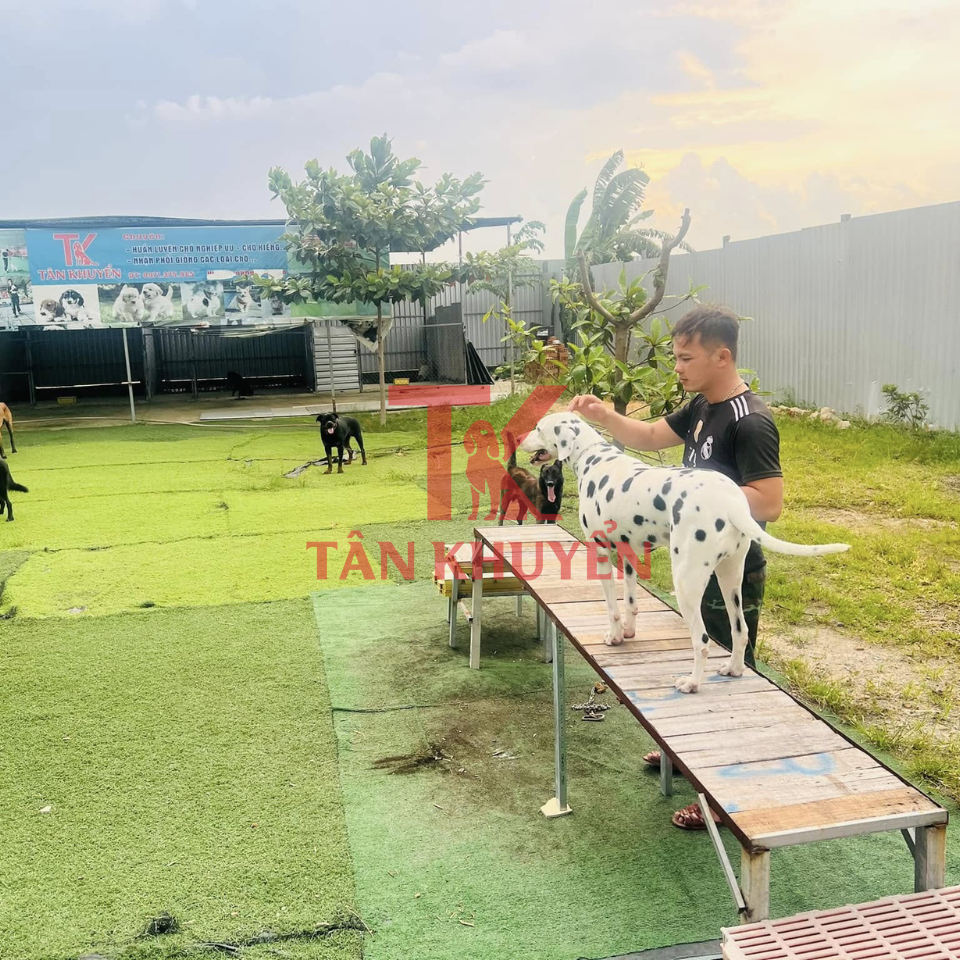 Huấn luyện chó chuyên nghiệp – Nghệ thuật đào tạo thú cưng hiệu quả và bền lâu