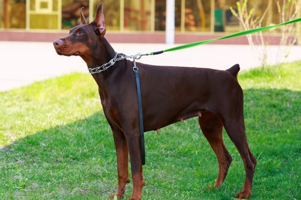 Huấn luyện chó Doberman