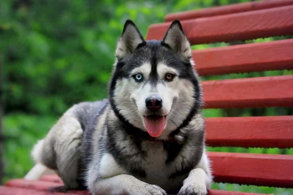 Huấn luyện chó Husky