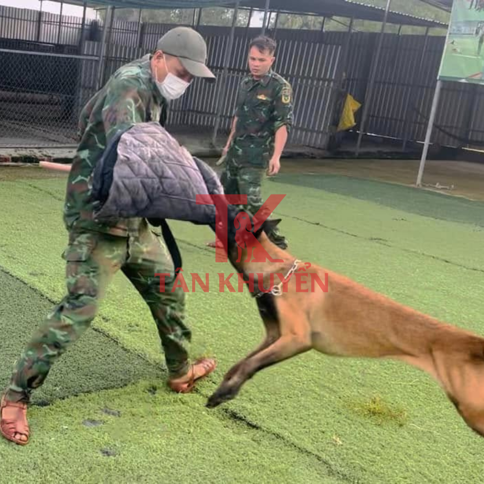 Huấn luyện chó nghiệp vụ – Nghệ thuật đặc biệt để bảo vệ và hỗ trợ xã hội