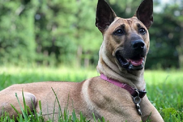 Huấn luyện chó Phú Quốc