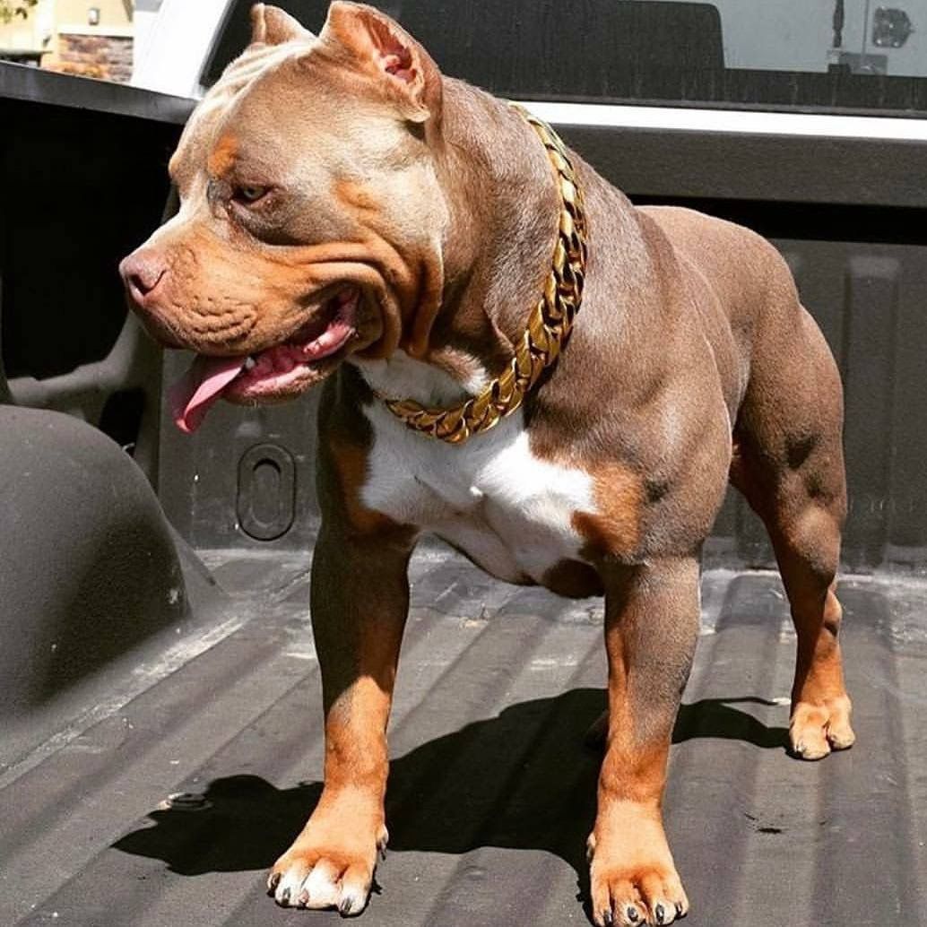 Huấn Luyện Chó Pitbull Hiệu Quả Tại Tân Khuyển