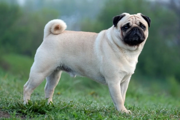 Huấn luyện chó Pug