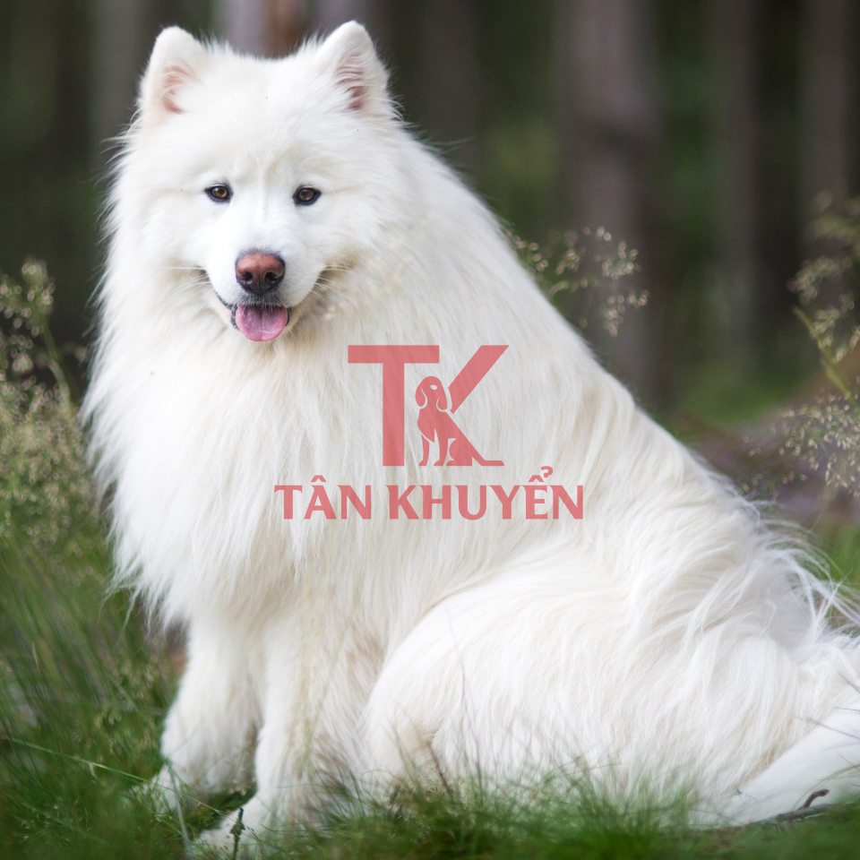 Huấn luyện chó Samoyed – Bí quyết để sở hữu chú cún thông minh, ngoan ngoãn