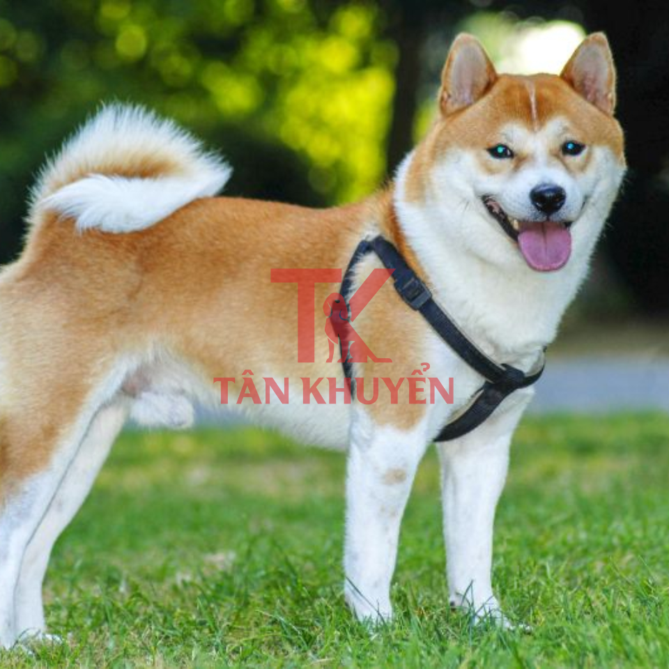 Huấn luyện chó Shiba - Hướng dẫn toàn diện để nuôi dạy thành công