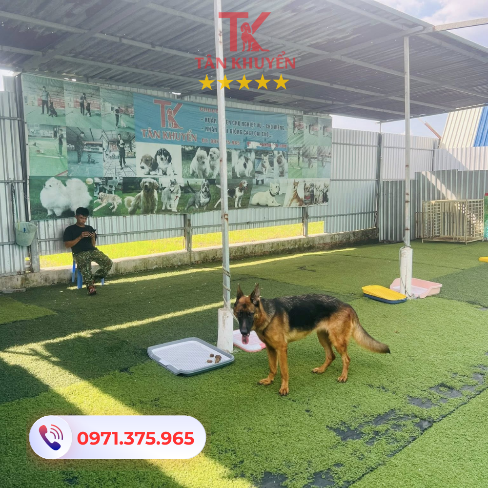 Huấn luyện chó tại Bình Phước