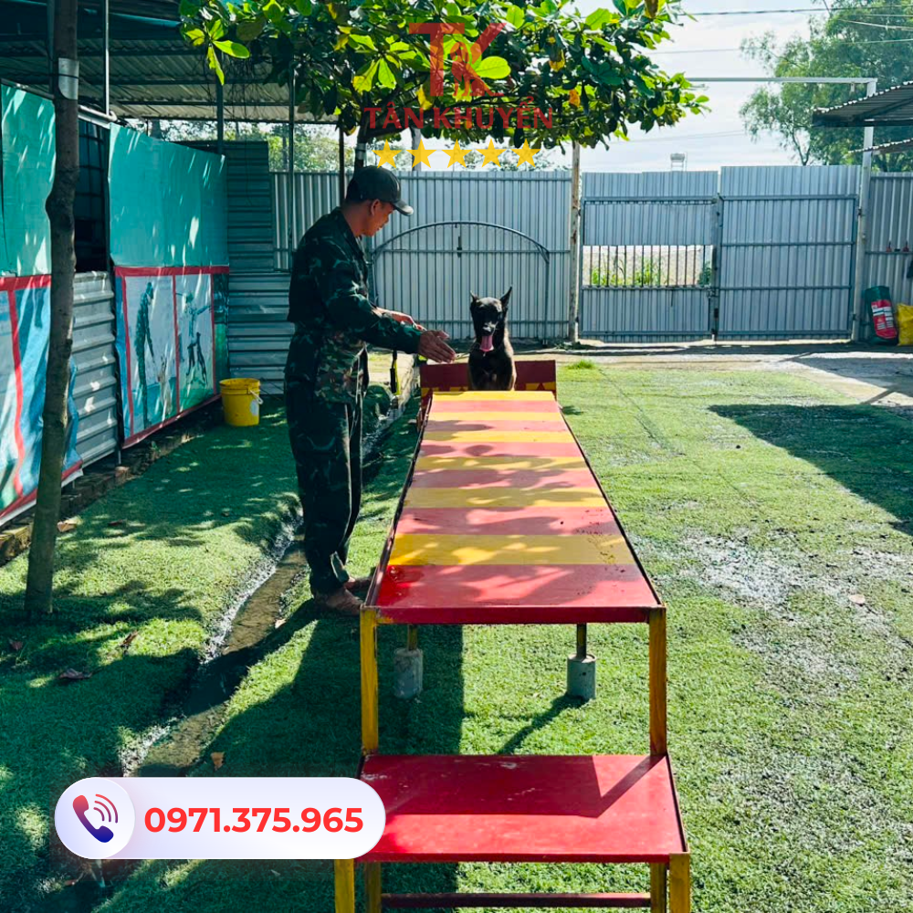 Huấn luyện chó tại Tân Bình: Hướng dẫn toàn diện