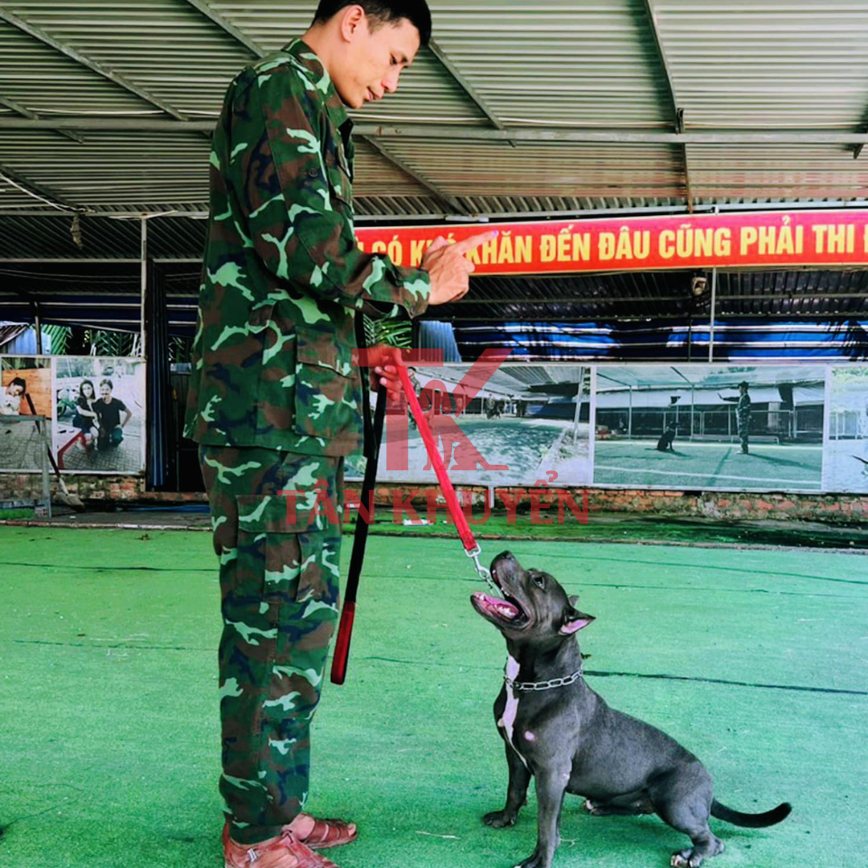 Huấn luyện chó theo yêu cầu – Giải pháp tối ưu cho chủ nhân và thú cưng