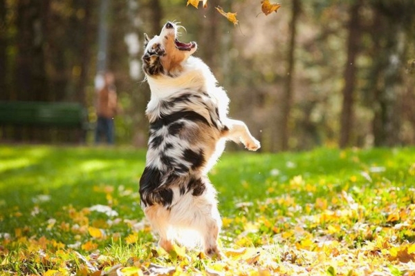 Hướng dẫn cách dạy chó đi bằng 2 chân đơn giản trong thời gian ngắn