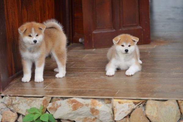 Mua bán chó Akita Inu