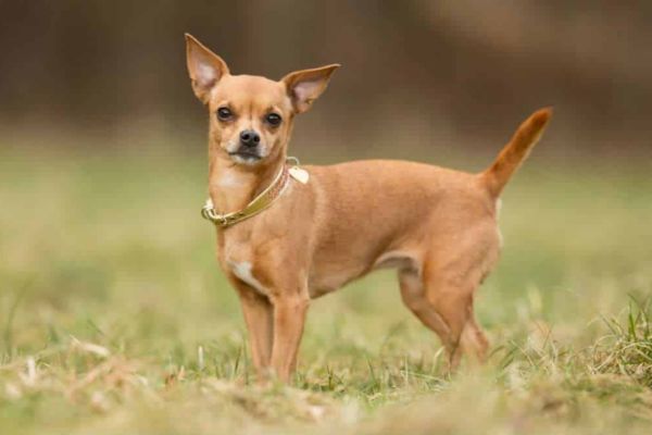 Mua bán chó Chihuahua