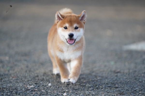 Mua bán chó Nhật