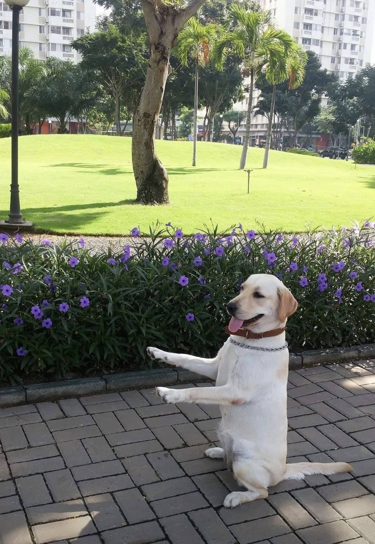 Trung Tâm Huấn Luyện Chó Labrador Retriever Chuyên Nghiệp