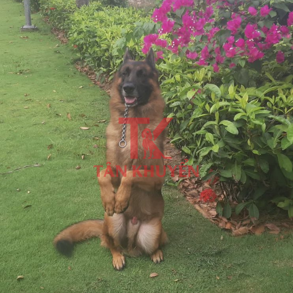 Trường Dạy Chó Uy Tín - Nơi Gửi Gắm Niềm Tin Cho Thú Cưng Của Bạn