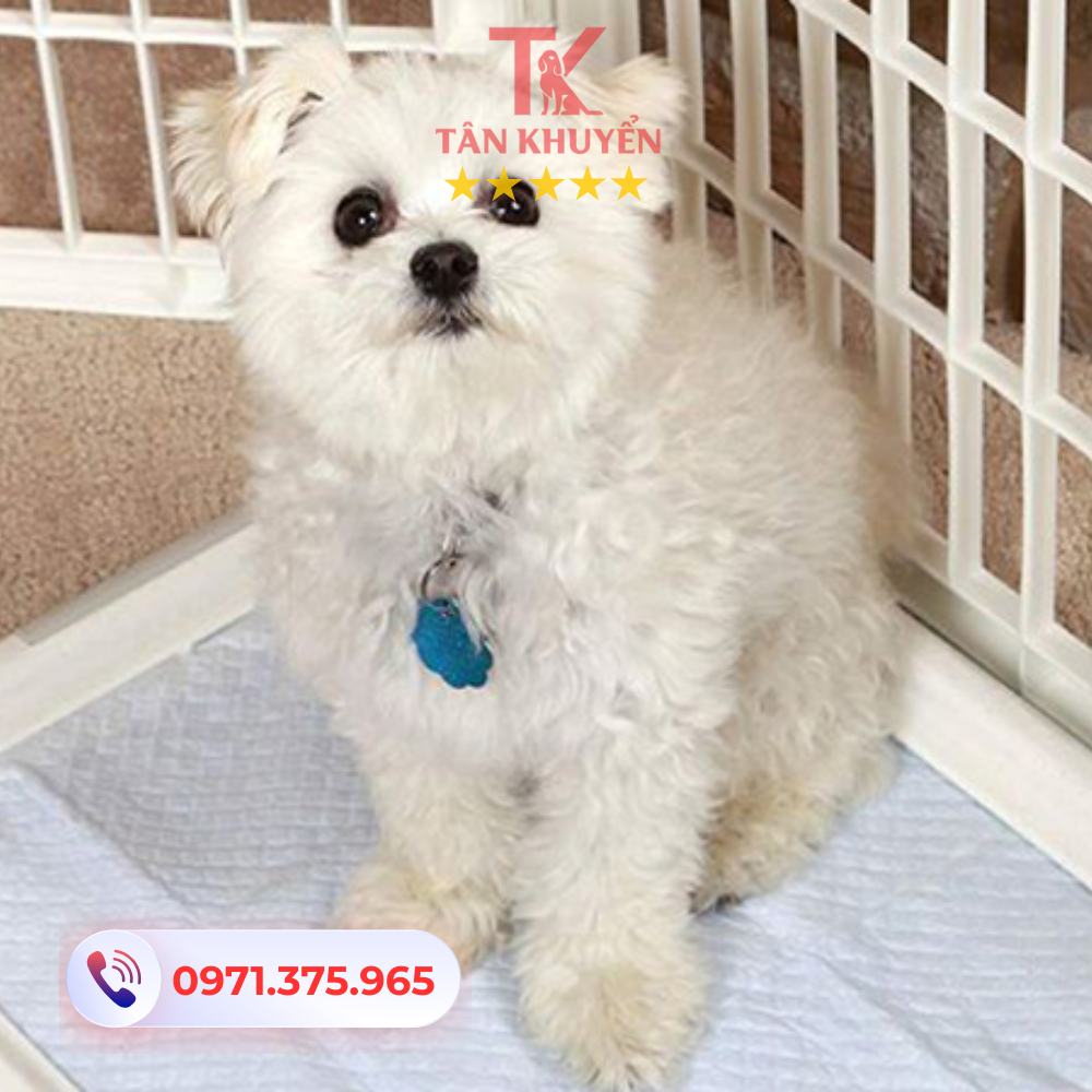 Xây dựng thói quen đi vệ sinh đúng nơi cho chó