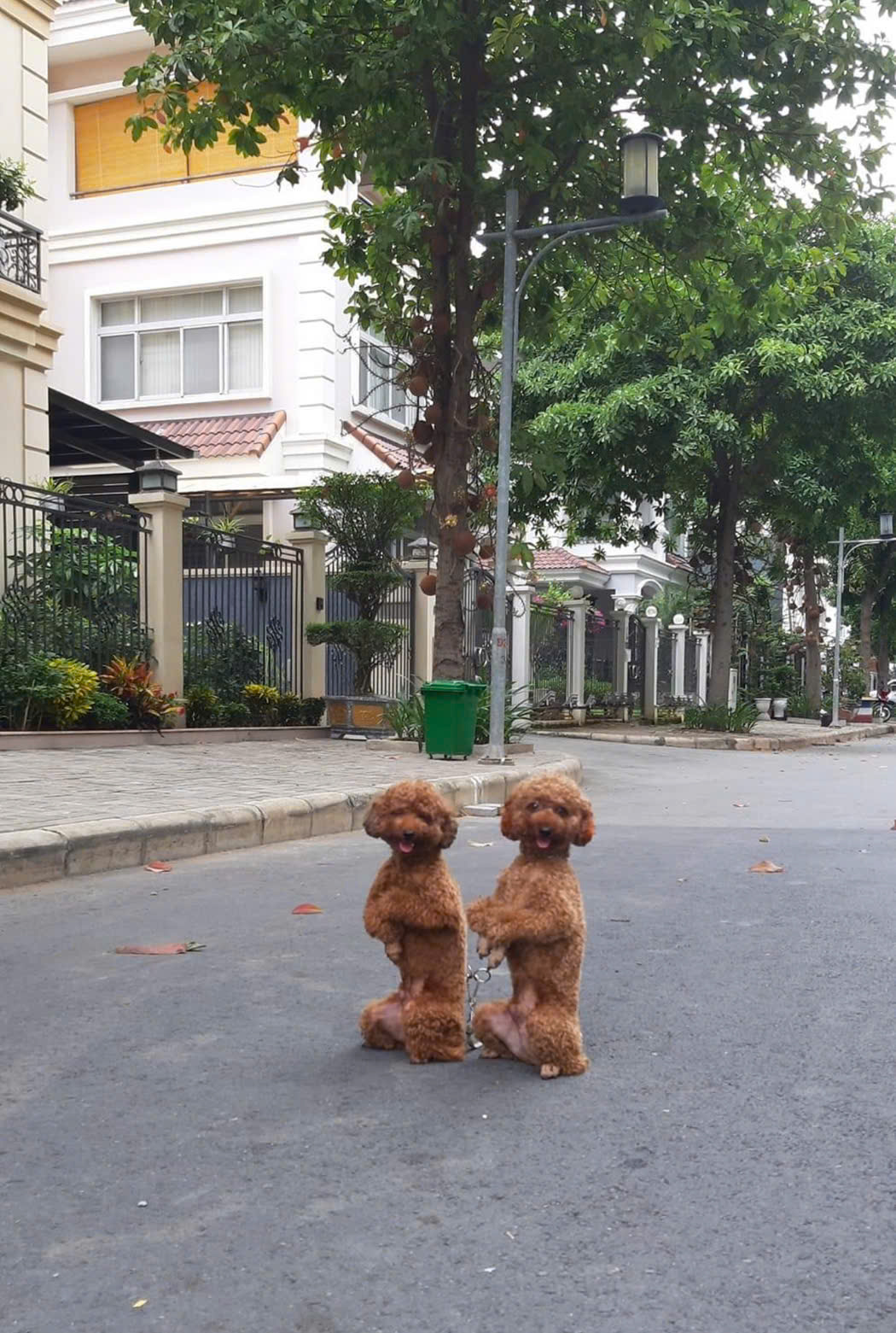 Huấn Luyện Chó Poodle