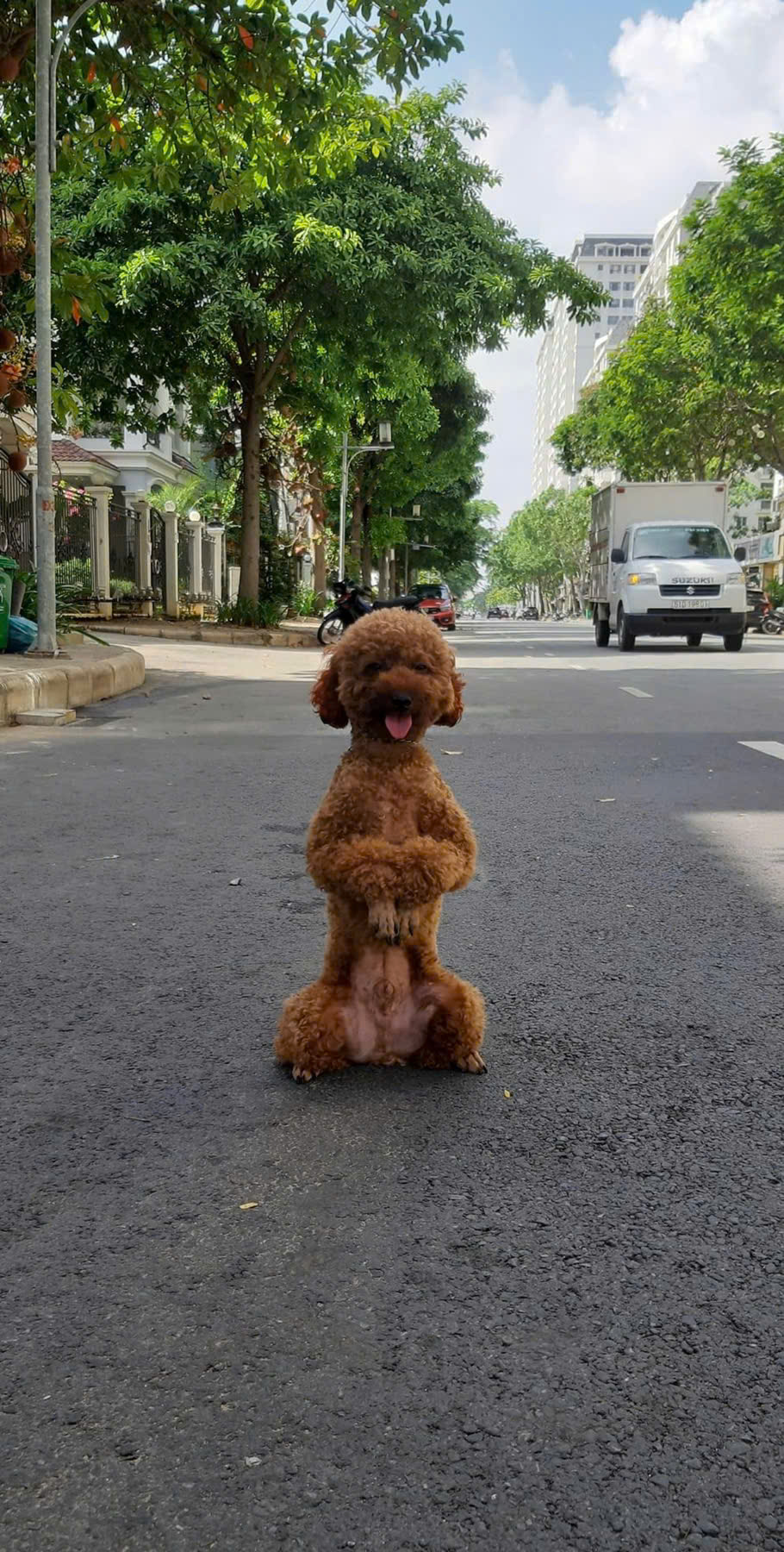 Huấn luyện chó poodle tại Tân khuyển