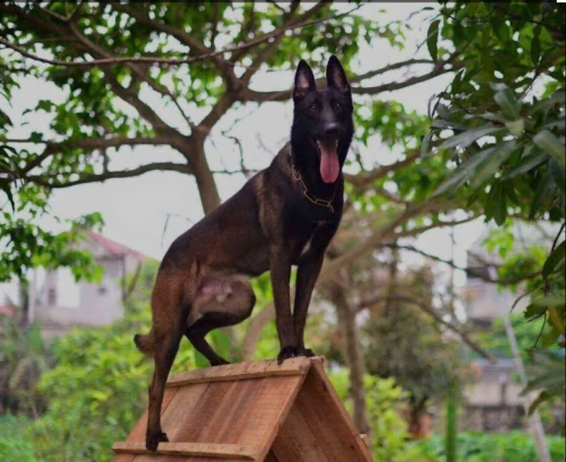 Phối Giống Chó Malinois