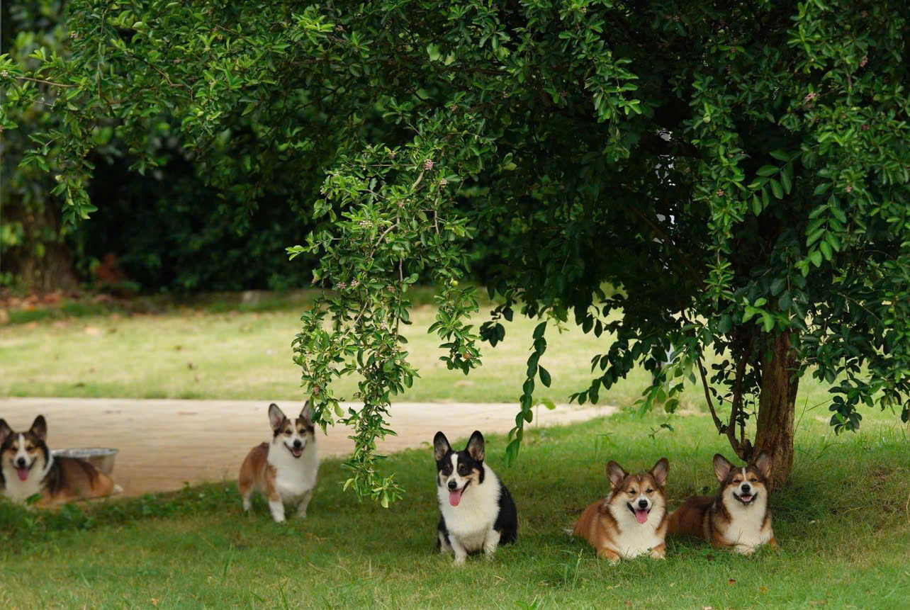 Phối Giống Chó Corgi