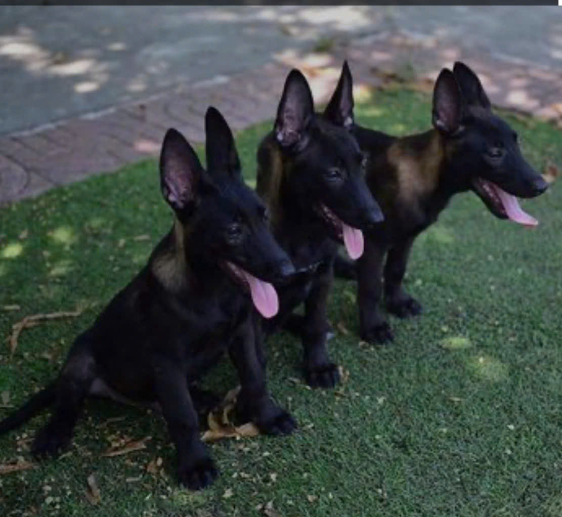 Mua Bán Chó Malinois Thuần Chủng