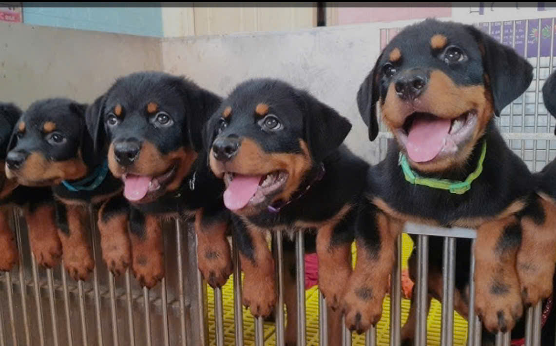 Mua Bán Chó Rottweiler Thuần Chủng