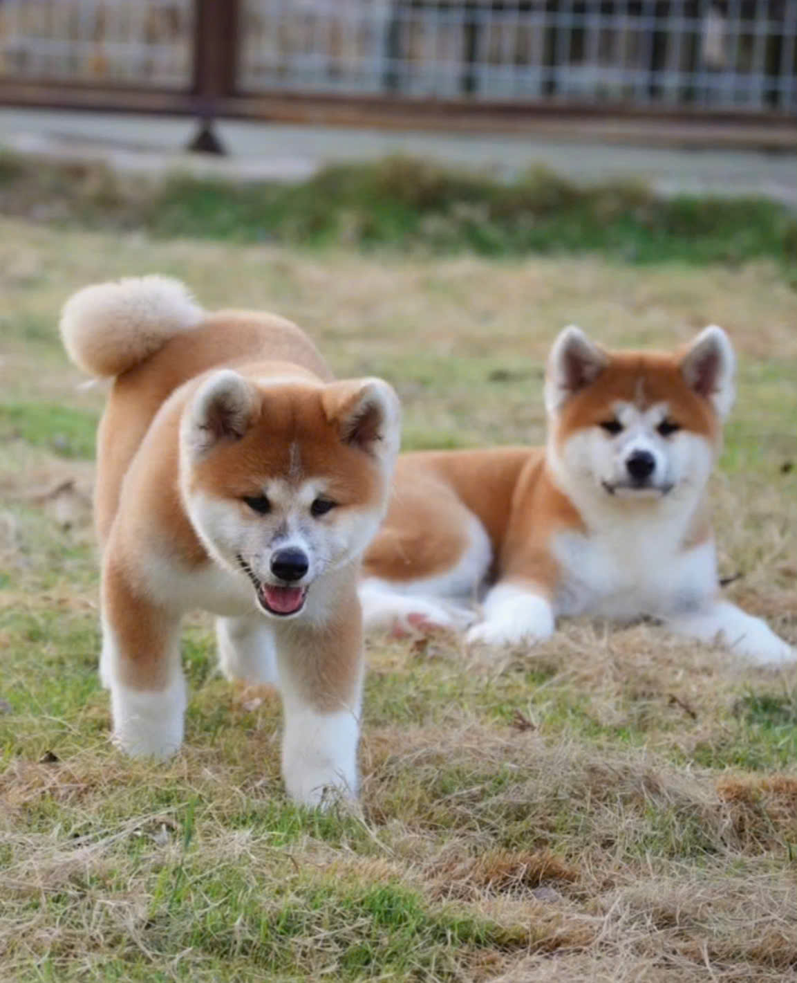 Mua Bán Chó Shiba Inu