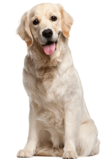 TẠI SAO CHỌN CHÚNG TÔI