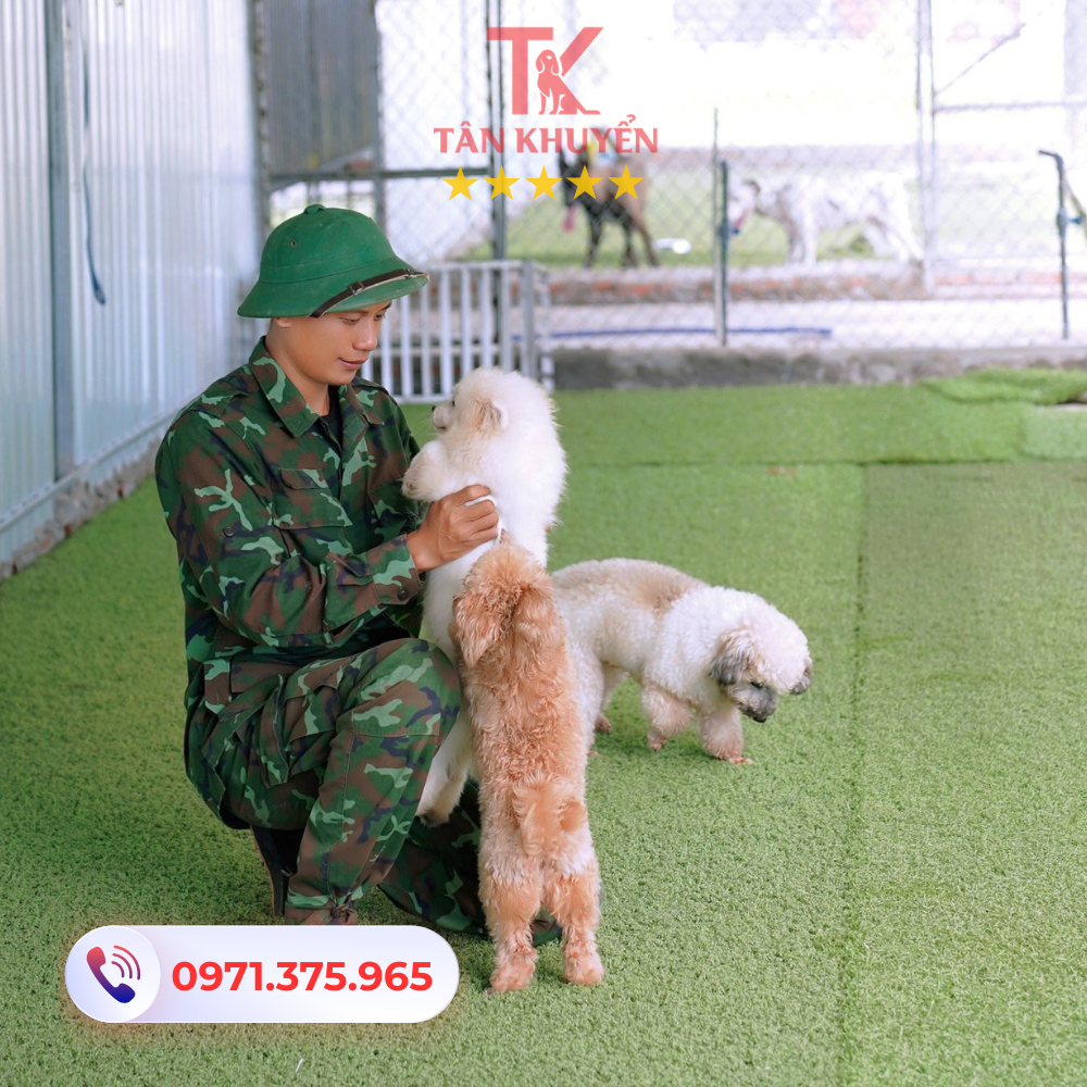 Các chương trình huấn luyện chó nghiệp vụ