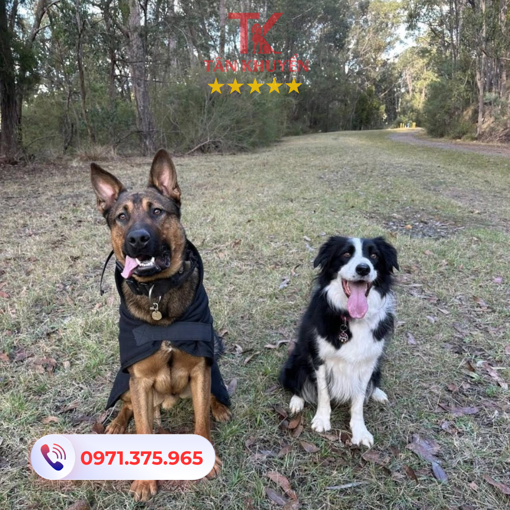 Các dịch vụ huấn luyện chó nổi bật tại Cần Thơ