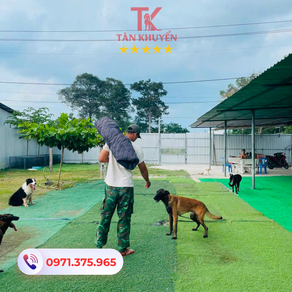 Các dịch vụ huấn luyện chó nổi bật tại Tân Khuyển