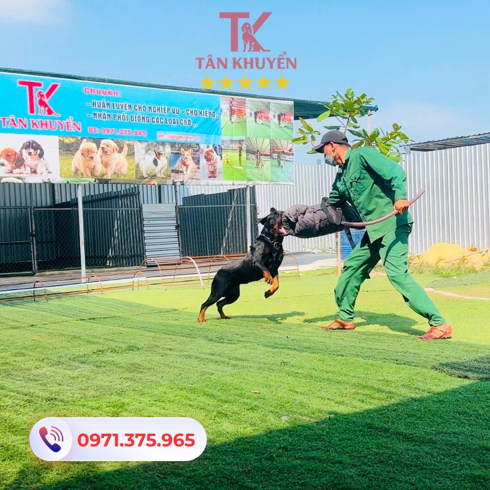 Các dịch vụ huấn luyện chó nổi bật tại Tiền Giang