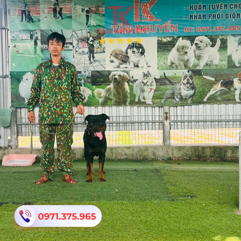 Các dịch vụ huấn luyện chó tại Tây Ninh