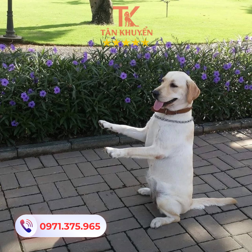 Các dịch vụ huấn luyện chó tại Vũng Tàu phù hợp với từng nhu cầu