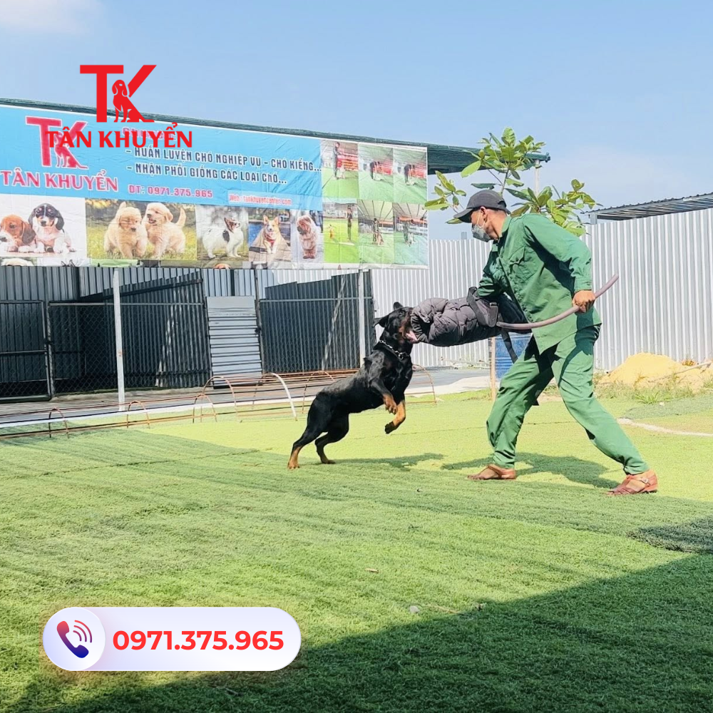 Các dịch vụ nổi bật của trung tâm huấn luyện chó Đồng Nai