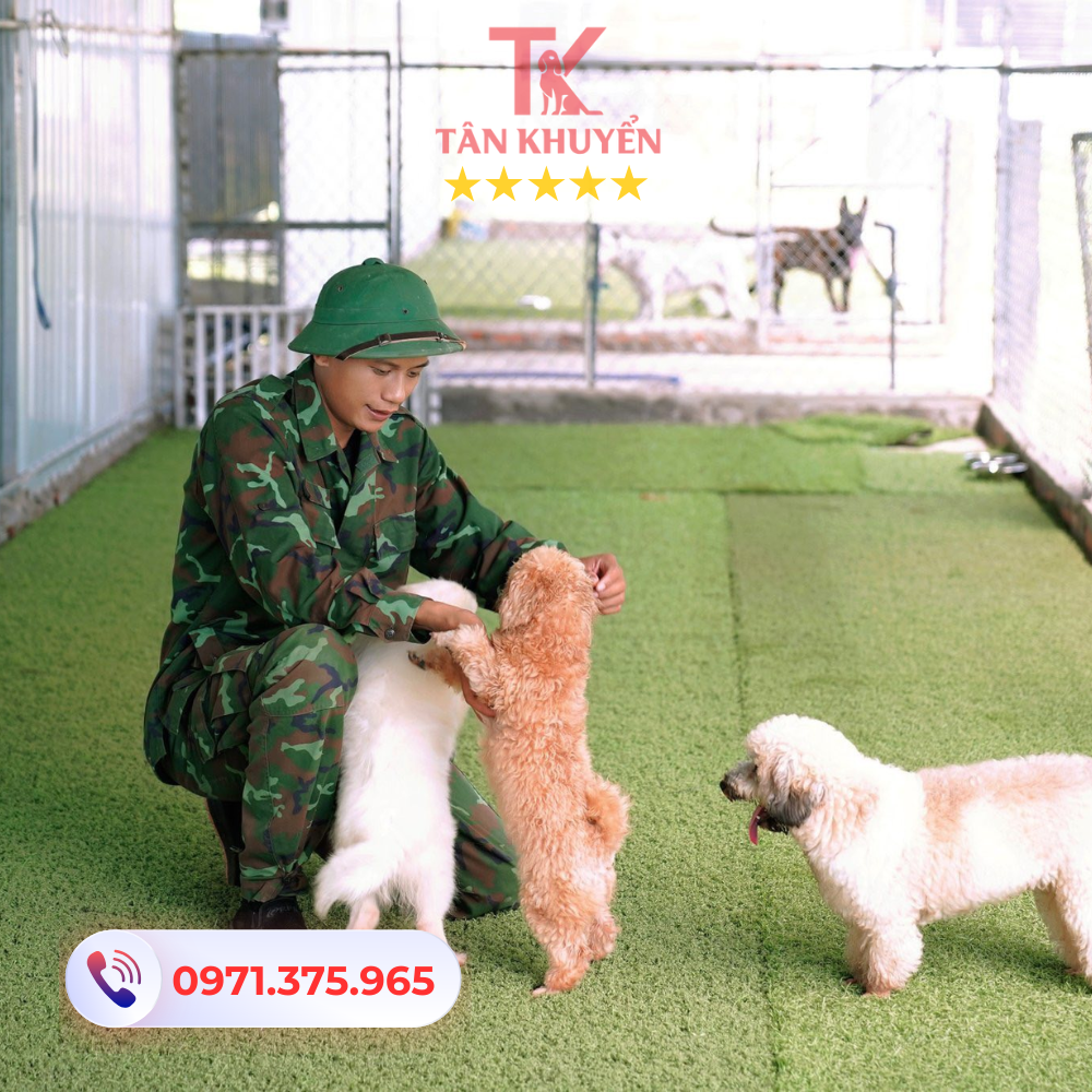 Các dịch vụ nổi bật trong huấn luyện chó tại Bình Phước