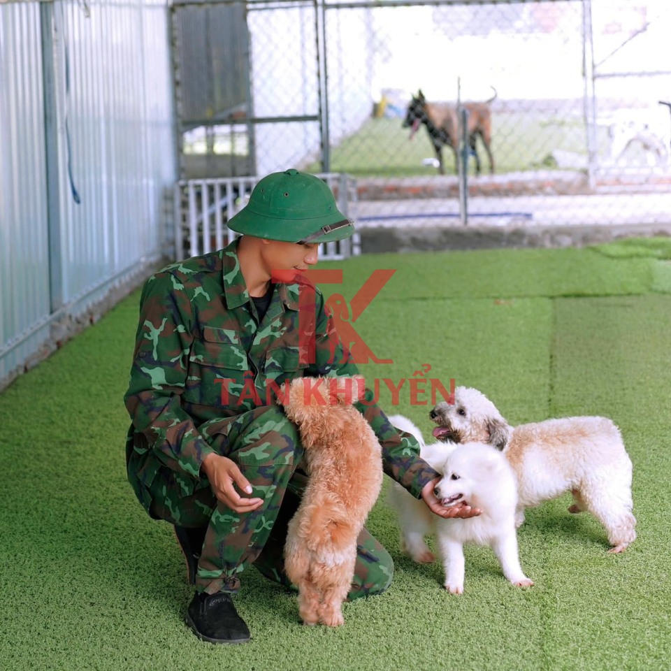 Các dịch vụ phổ biến tại các trường dạy chó uy tín
