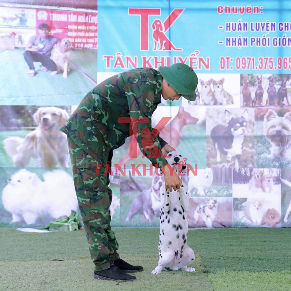 Các kỹ năng cơ bản cần dạy cho chó cảnh