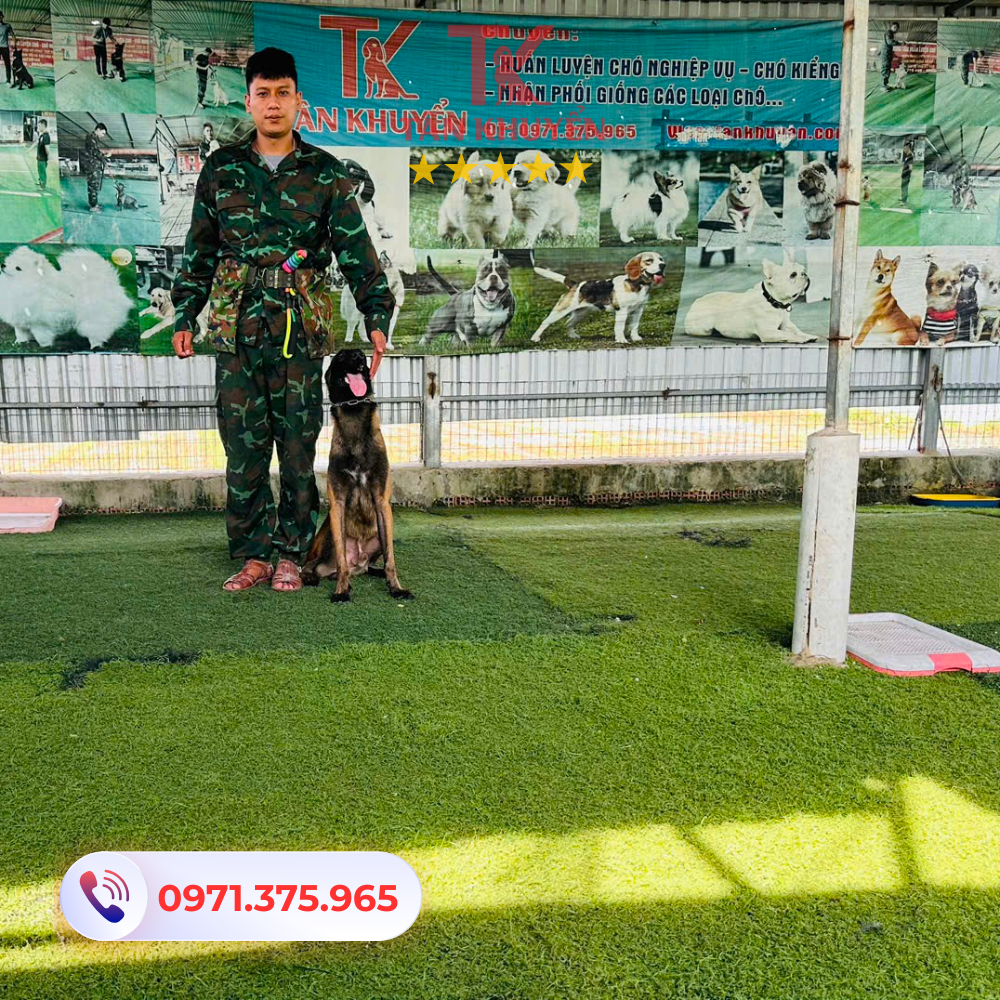 Các kỹ năng cơ bản và nâng cao khi huấn luyện chó