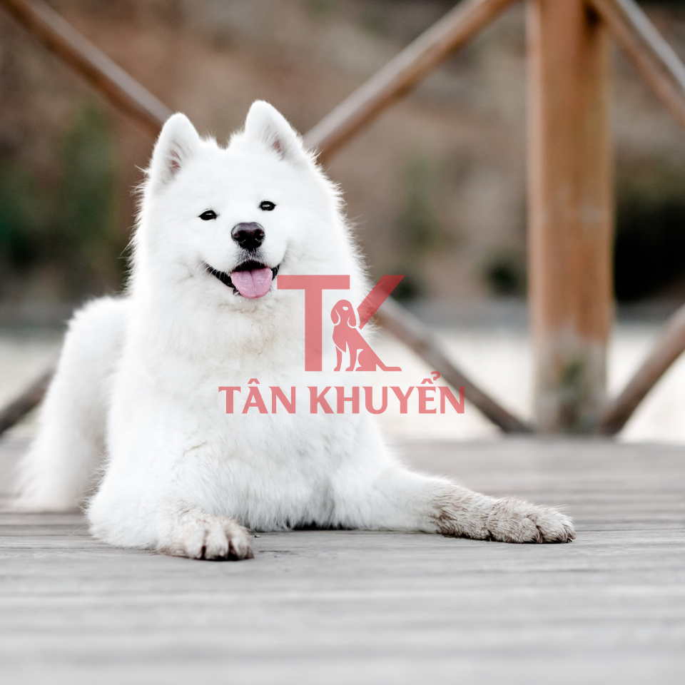 Các kỹ thuật huấn luyện hiệu quả cho chó Samoyed