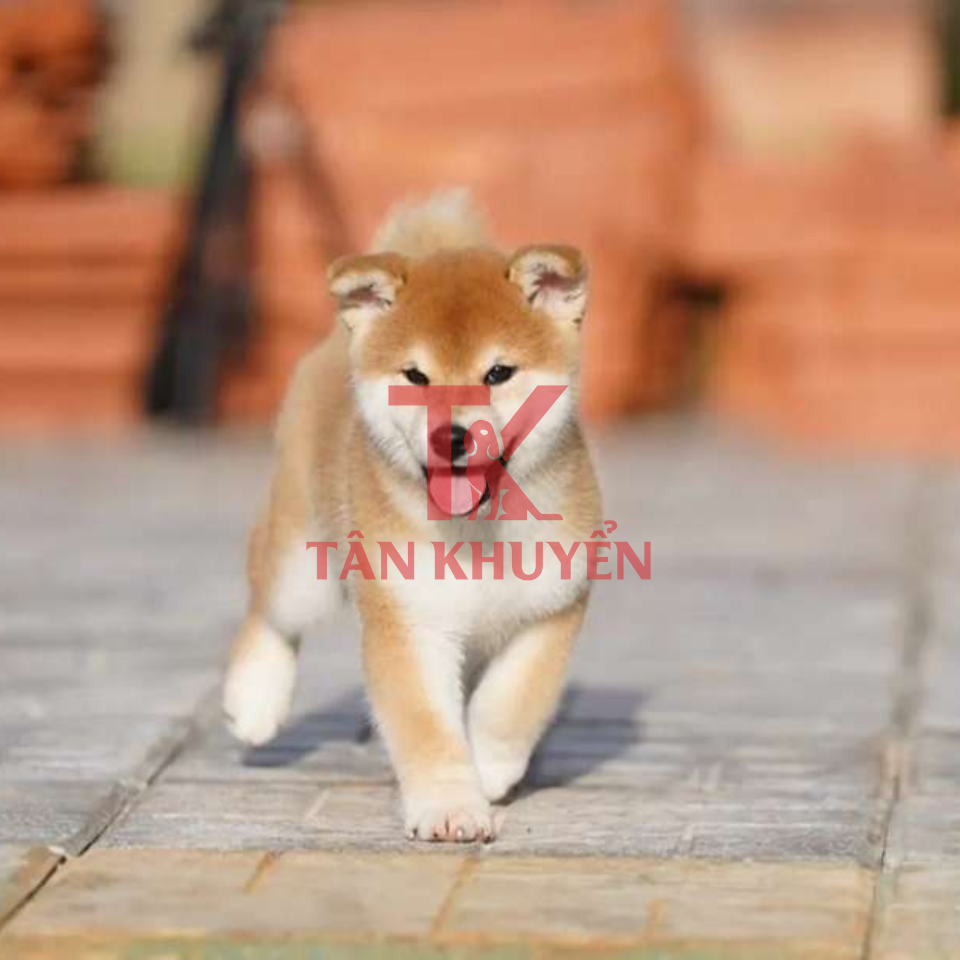 Các Kỹ Thuật Thức Thời Để Đào Tạo Shiba Thành Công